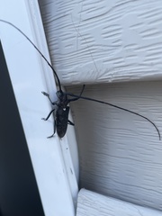 Monochamus scutellatus