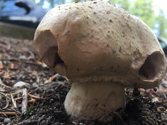Fungi