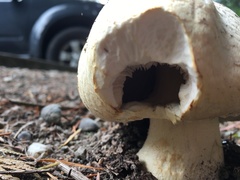 Fungi