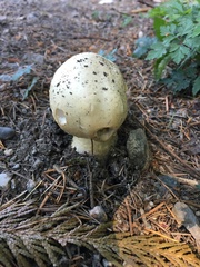 Fungi