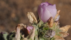 Malacothamnus enigmaticus