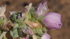 Malacothamnus enigmaticus