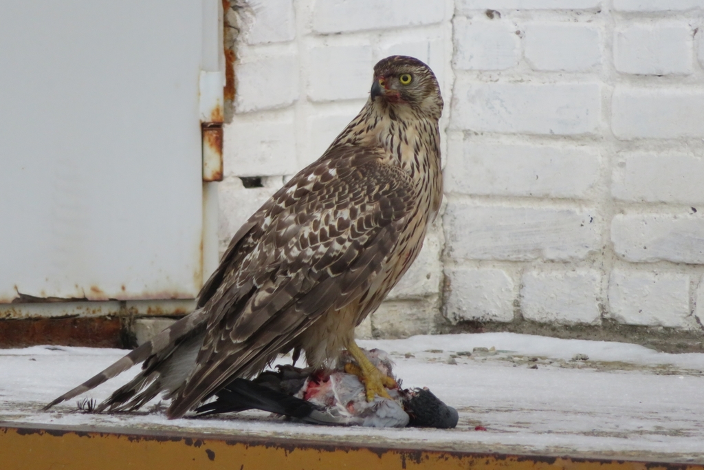 Northern Goshawks and Allies
