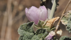 Malacothamnus enigmaticus