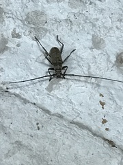 Susuacanga stigmatica