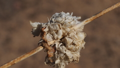 Malacothamnus enigmaticus