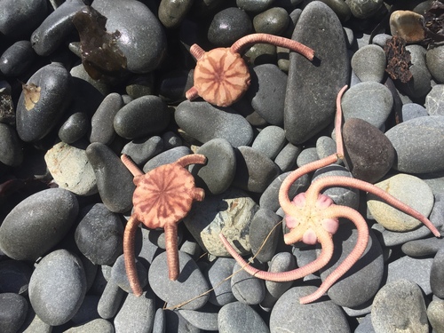 Ophiopsammus maculatus
