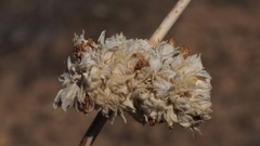 Malacothamnus enigmaticus