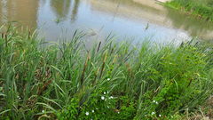 Typha latifolia