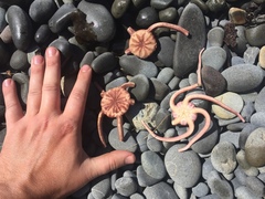 Ophiopsammus maculata