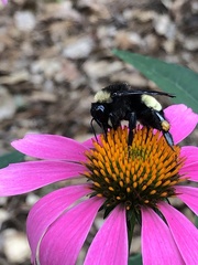 Bombus pensylvanicus image