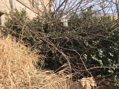 Angiospermae