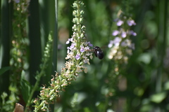 Xylocopa tabaniformis pallidiventris