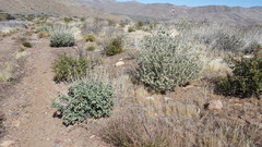 Malacothamnus enigmaticus
