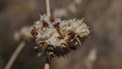 Malacothamnus enigmaticus