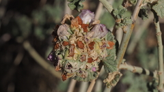 Malacothamnus enigmaticus