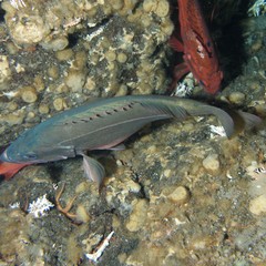 Sebastes brevispinis