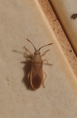 Catorhintha schaffneri