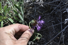 Psephellus marschallianus