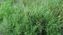 Typha latifolia