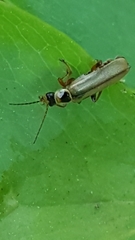 Metacantharis clypeata