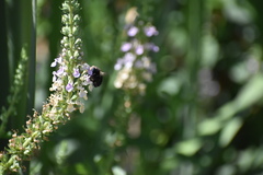 Xylocopa tabaniformis pallidiventris