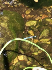 Enallagma cyathigerum