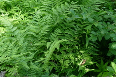 Dryopteris × triploidea