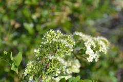 Spiraea crenata