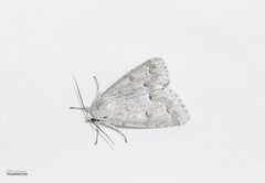 Acronicta innotata