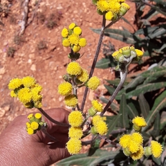 Senecio madrensis