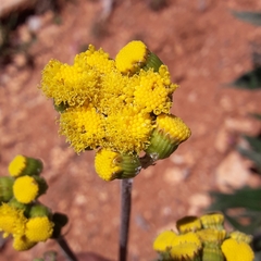 Senecio madrensis