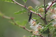 Stenosphenus sobrius