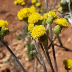 Senecio madrensis
