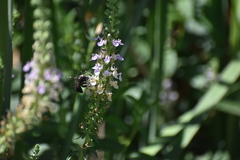 Xylocopa tabaniformis pallidiventris