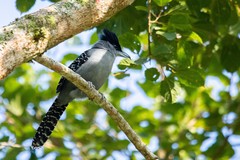 Batara cinerea