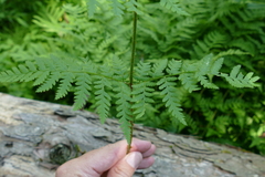 Dryopteris × triploidea