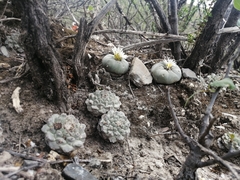 Strombocactus disciformis disciformis