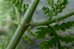 Dryopteris × triploidea