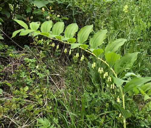 Daugiažiedė baltašaknė nuotrauka