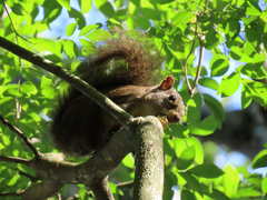 Sciurus aestuans