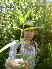 Lysimachia thyrsiflora