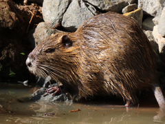 Myocastor coypus