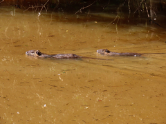 Myocastor coypus