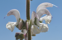 Salvia microstegia