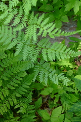 Dryopteris × triploidea