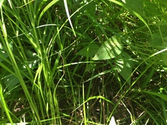 Carex cristatella