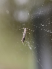 Argyresthia thuiella