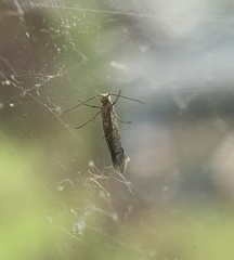 Argyresthia thuiella