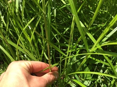 Carex cristatella